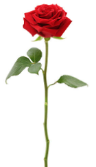 [1.00] Rose