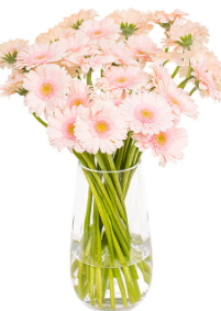 [4.00] Gerberas