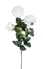 [6.00] Gardenia