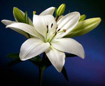 [11.00] Lilies