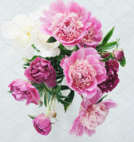 [7.00] Peonies