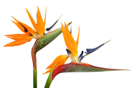 [8.00] Bird of Paradise