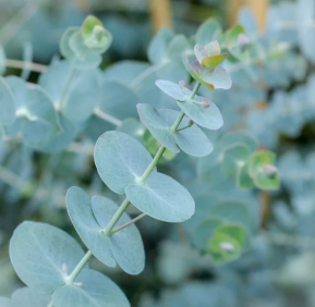 [10.00] Silver Dollar Plant